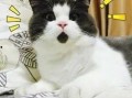 狍子先生爆料视频大全下载,揭秘幕后真相