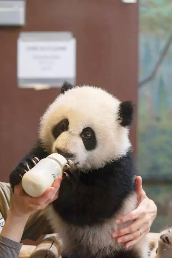 娱乐吃瓜酱熊猫生气,娱乐吃瓜酱揭秘背后真相